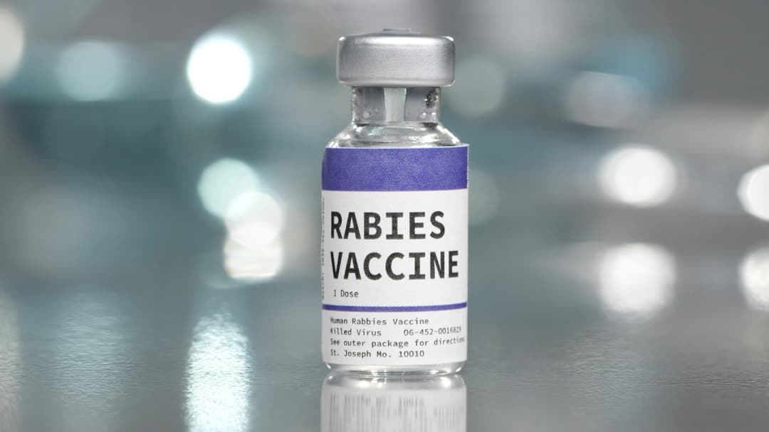 Rabies Vaccine image